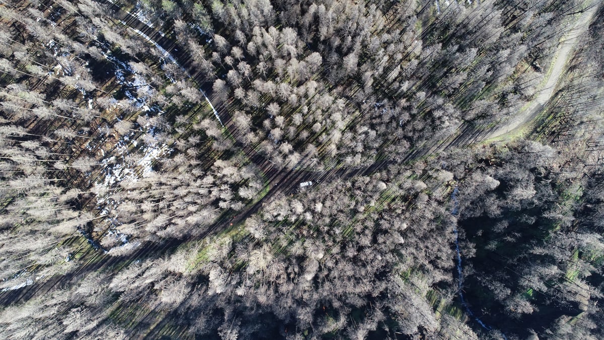 A drone photo of the landscape after the fire.