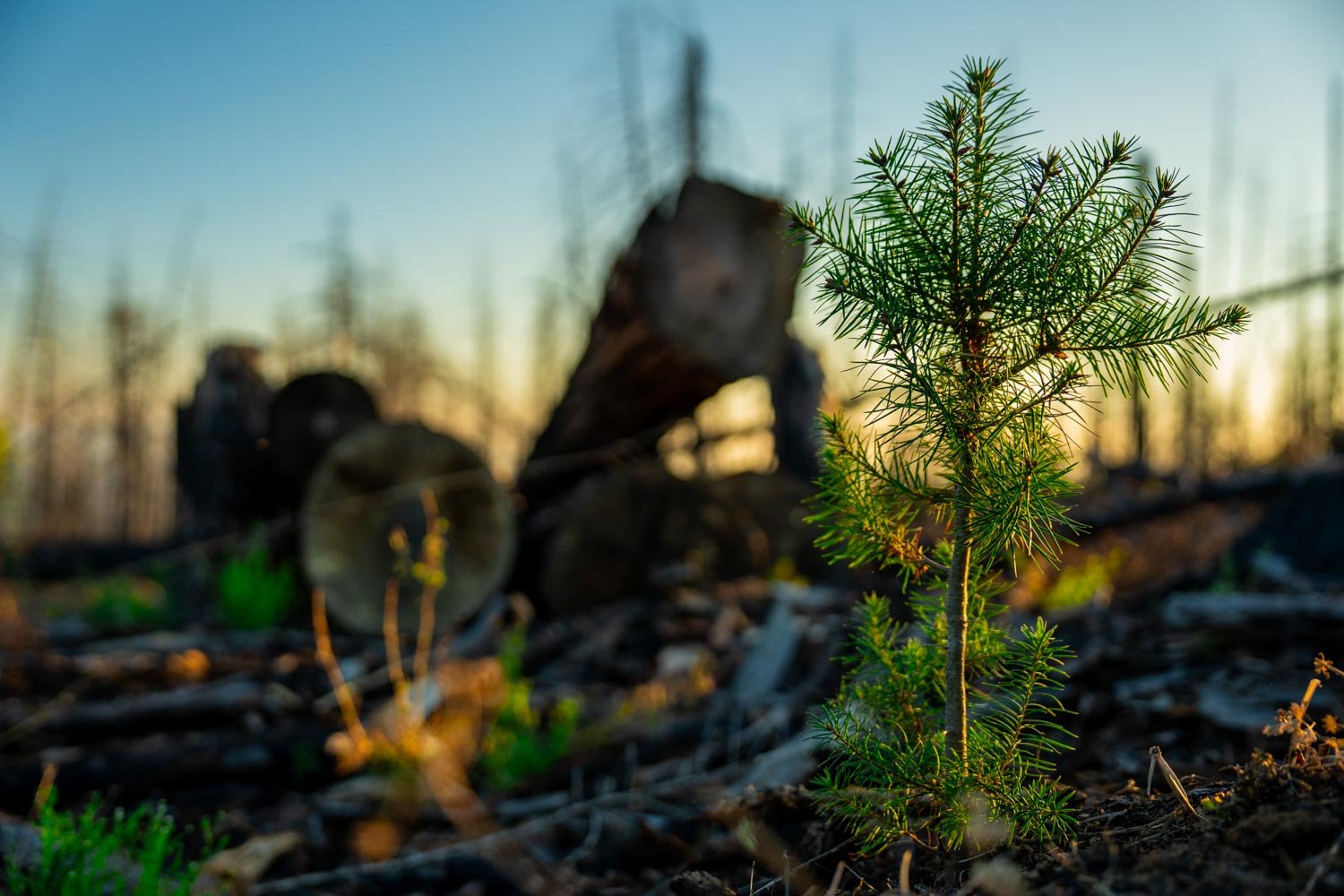 A seedling at sunset.