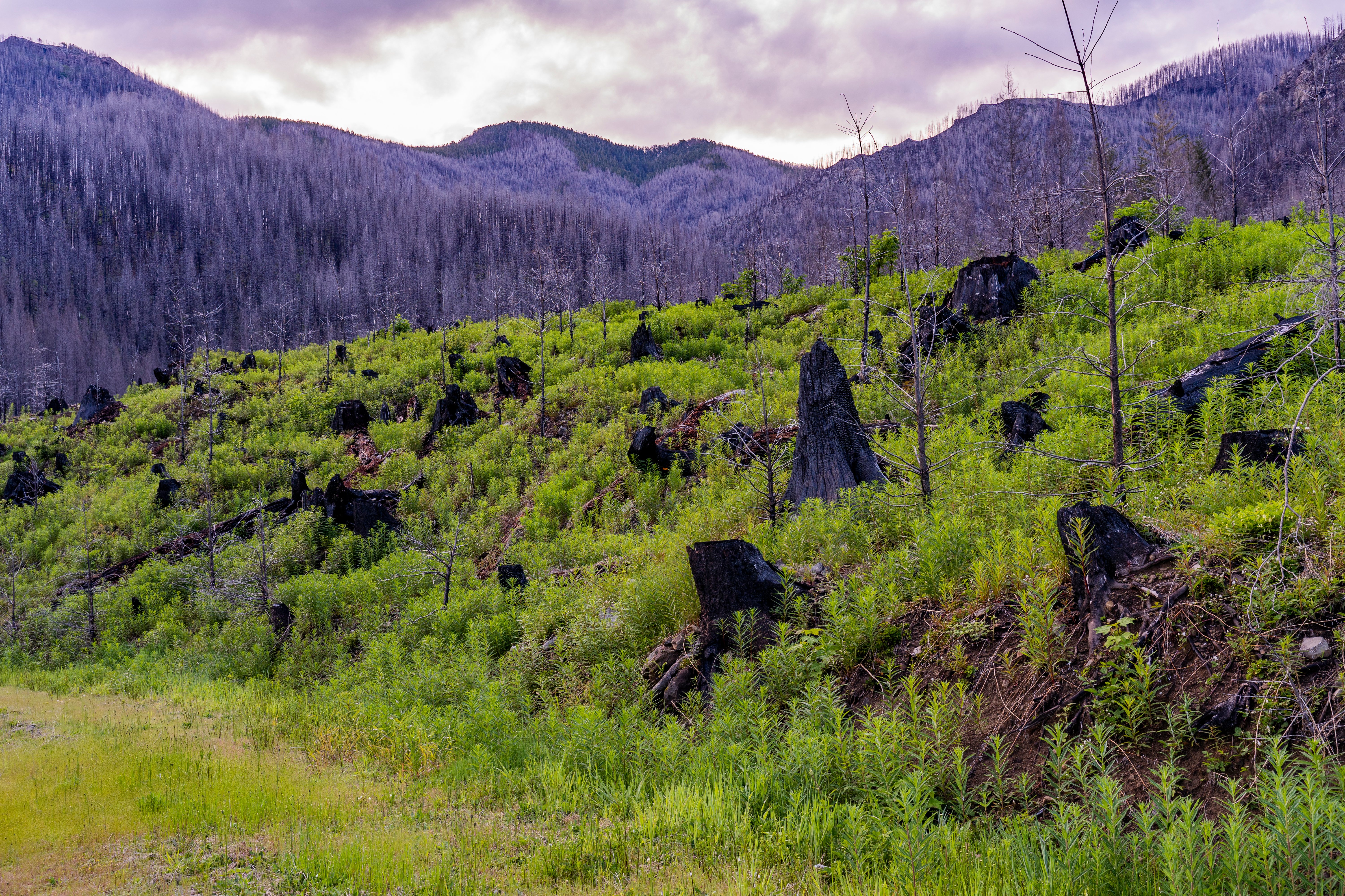 Stumps and snares at Henry Creek.