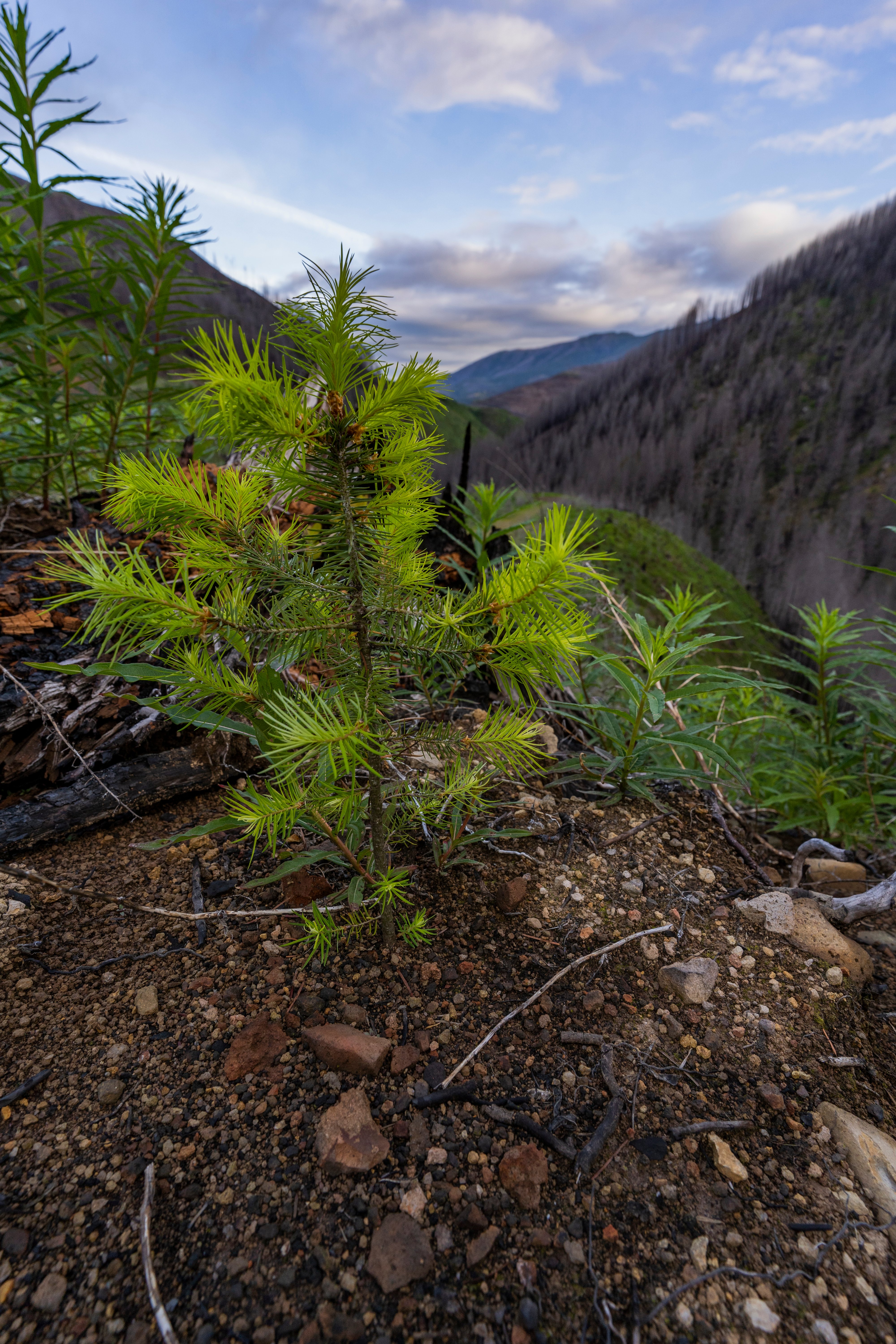 A healthy sapling.