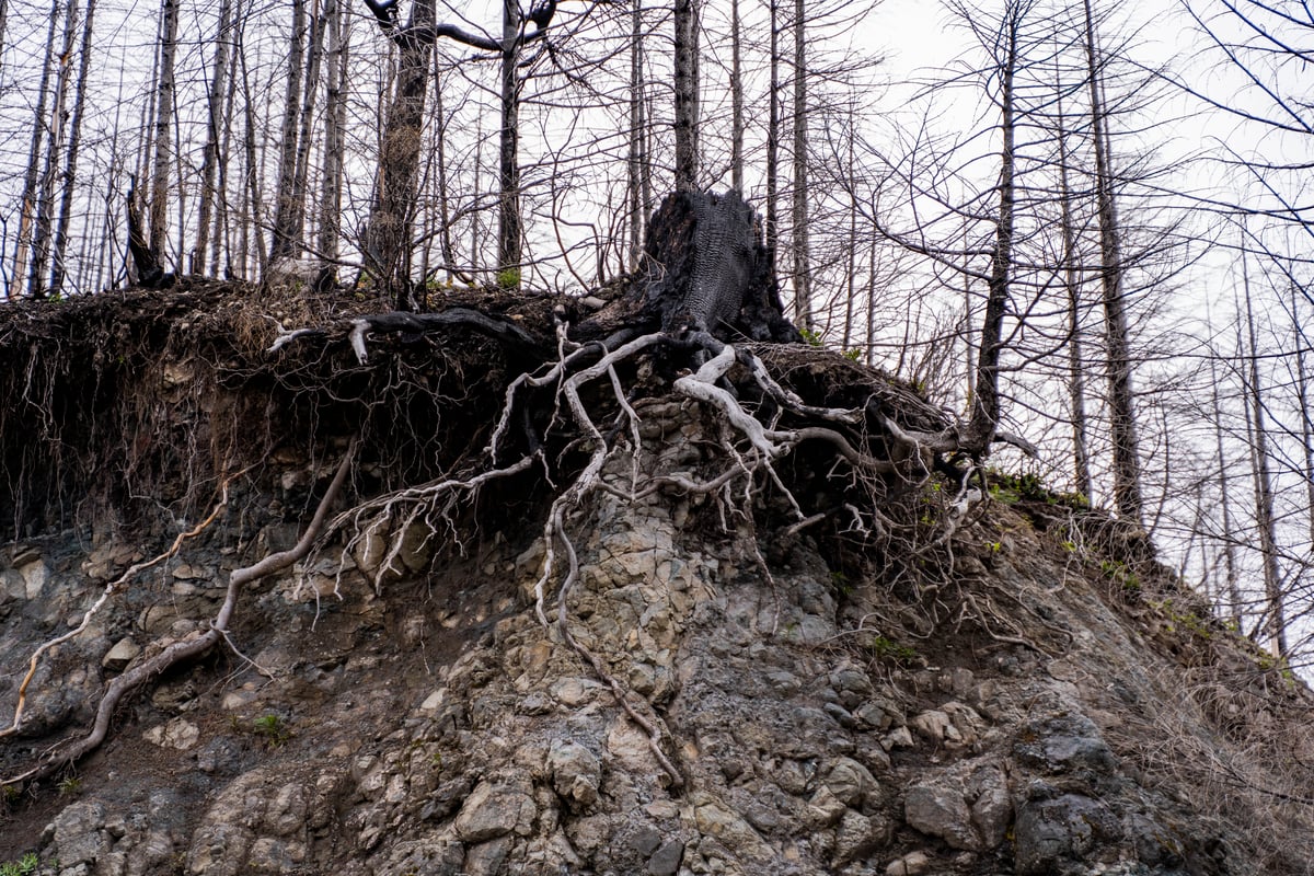 A large stump overhanding a ridge revealing a root system.