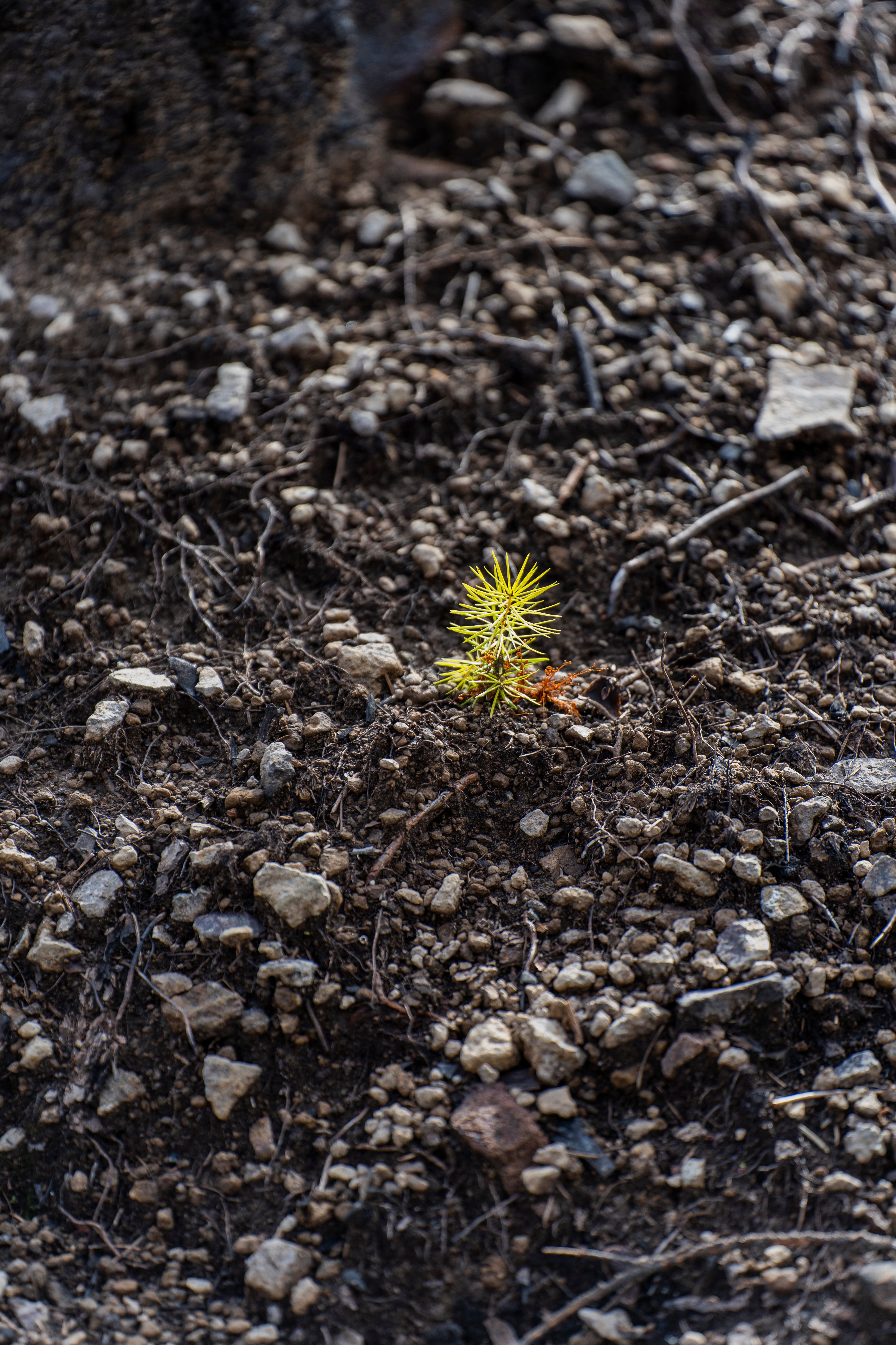 A seedling.