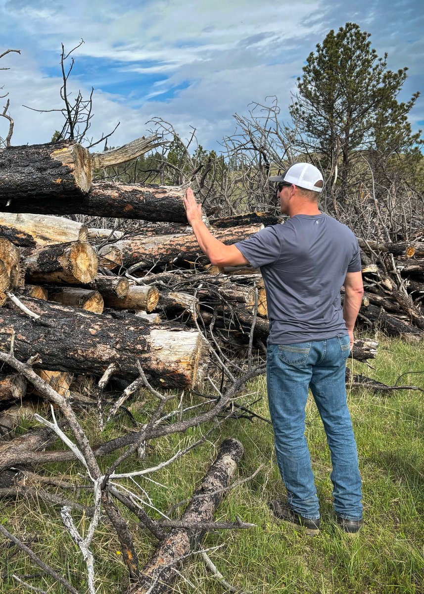 Decked logs on the landscape at MT 1