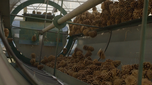 Cones and seed being processed.