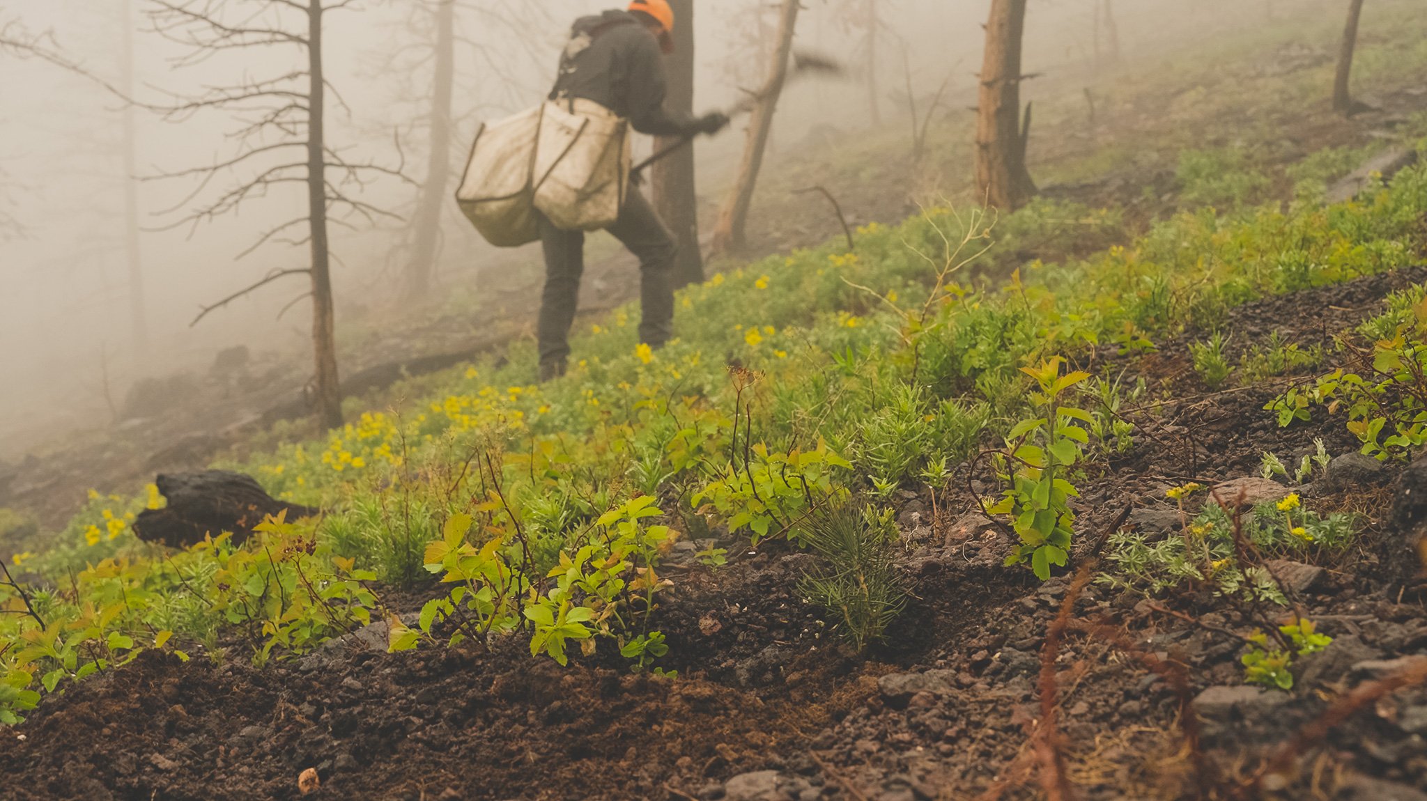 A tree planter on a steep slope.
