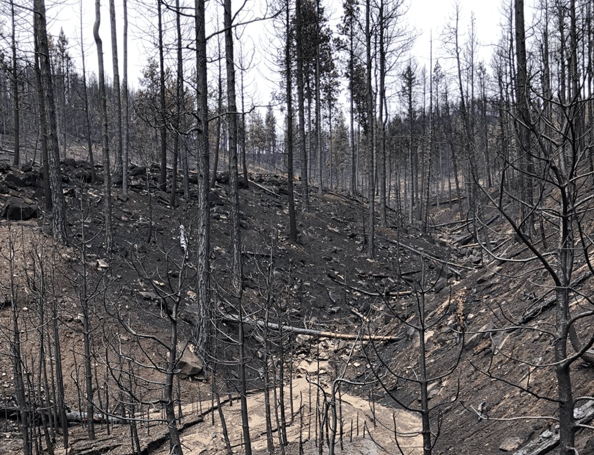 A creek running black with soot surrounded by a burned forest after wildfire.